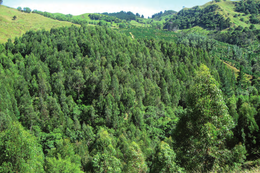 Growing a new hardwood industry