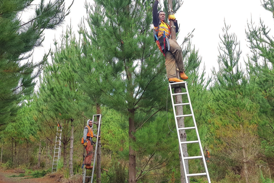 Apr 2021 Silviculture - The long road to mechanisation