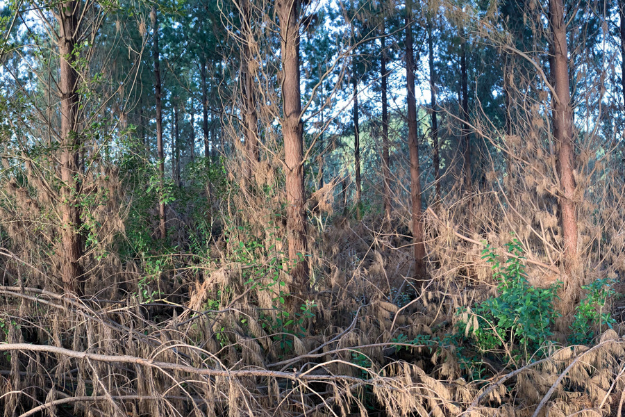 Back to the future of thinning