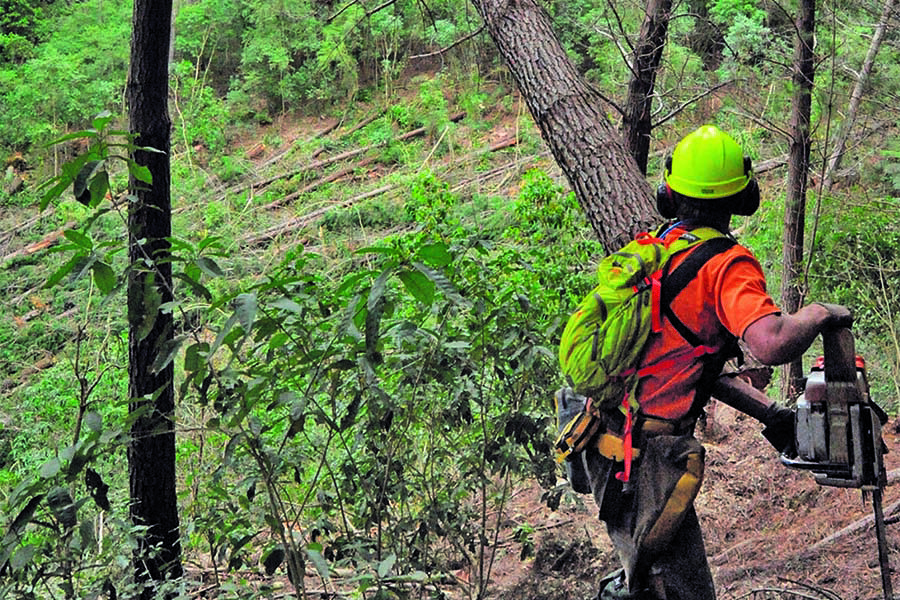 Special Feature: Health and Safety Manual fallers still at highest risk despite improvements