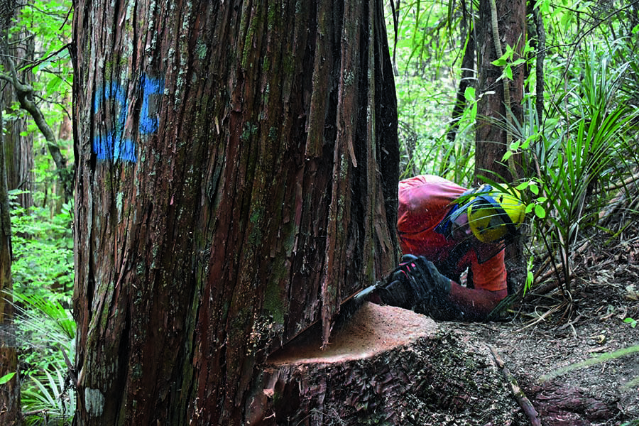 Small-scale selective harvesting in action