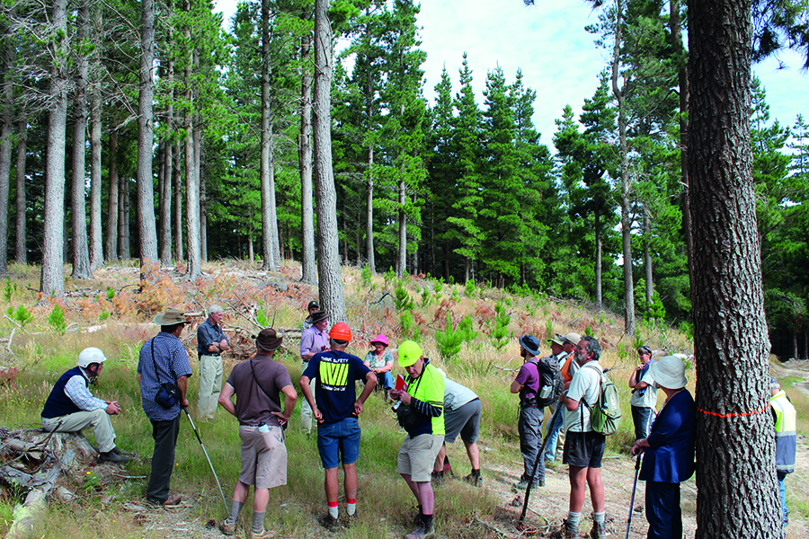 Tall Timber; Seven decades in Forestry