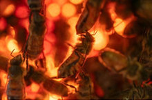 Beehive study spotlights role of native trees