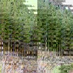 Council emissions close to double after tree felling