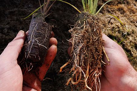 How Container size affects Native tree growth