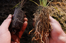 How container size affects native tree growth