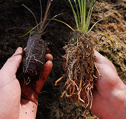 How Container size affects Native tree growth