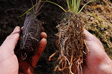 How Container size affects Native tree growth