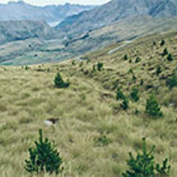 Fuelling the fight against wilding pines