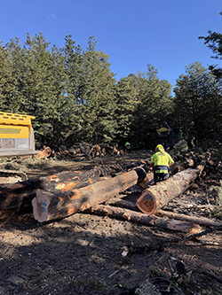 More than seven decades in forestry