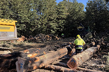 More than seven decades in forestry