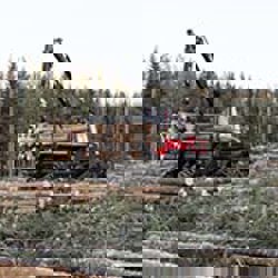 Low-impact forestry