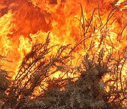 The Top of the South sees sweeping fire bans and restrictions