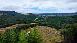 Forest sale supports investment strategy
