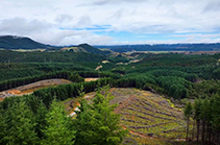 Forest sale supports investment strategy