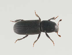 Fungi-carrying “beetle taxis” could impact forestry plantations