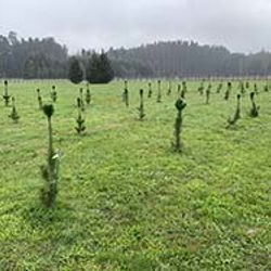 Gene editing research to benefit NZ forestry