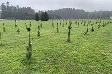 Gene editing research to benefit NZ forestry