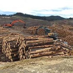 Have your say on forestry registration