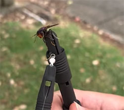 Radio trackers locate hornet nests