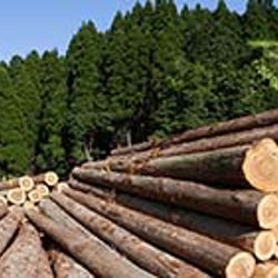 Have your say on forestry penalties