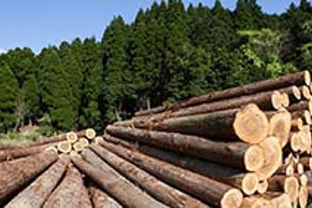 Have your say on forestry penalties
