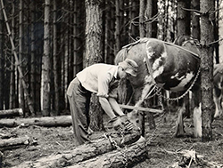 Horse logging in New Zealand plantation forestry 