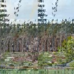 Lake Taupo Forest closed