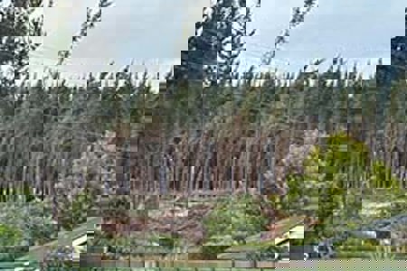 Lake Taupo Forest closed