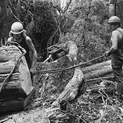 A day in the bush