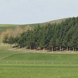 More farms sold for commercial forestry