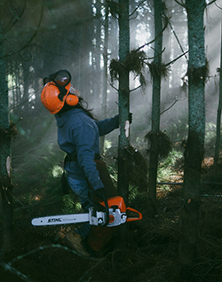 Mentors sought for Wāhine in Forestry programme