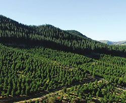 Merger to create forestry giant