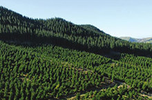 Merger to create forestry giant