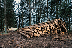 Message for forestry in safety alert