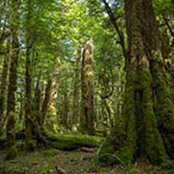 Native trees not the solution, says FOA