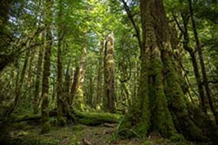 Native trees not the solution, says FOA