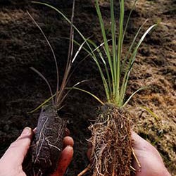 Native tree study emphasises container size