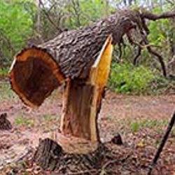 Strong penalty for poor tree felling