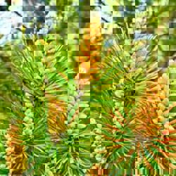 Pine pollen promises profits