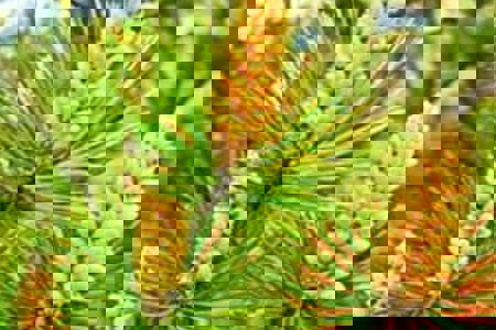 Pine pollen promises profits