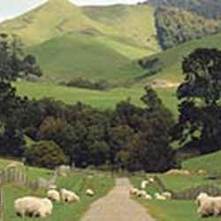May 20th - Post-quake project supports farm forestry
