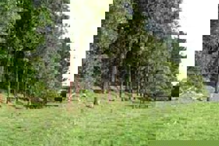 Right tree right place