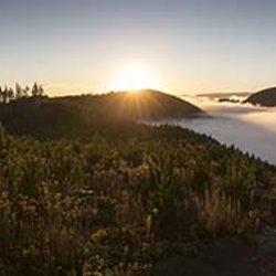 Global forestry conference coup