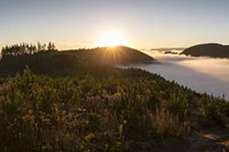 Global forestry conference coup