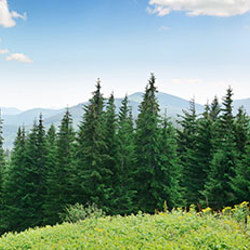 Extending use of New Zealand forest carbon credits