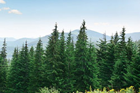 Extending use of New Zealand forest carbon credits