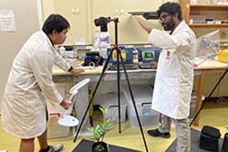 New tools to fight Myrtle Rust