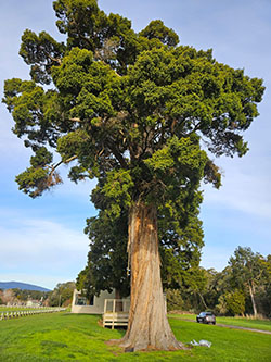 First of its kind Tōtara height-diameter model