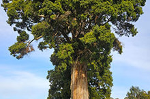First of its kind Tōtara height-diameter model